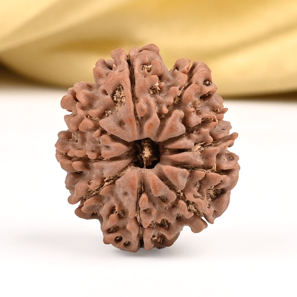 10 Mukhi from Nepal Small - CCCLXV