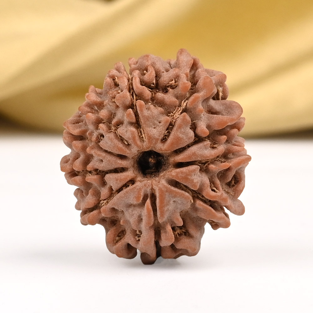 10 Mukhi from Nepal Small - CCCLXVI