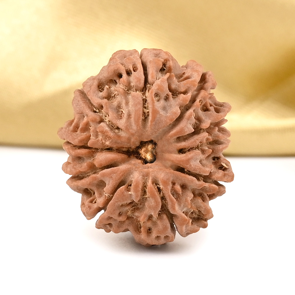 10 Mukhi from Nepal Small - CCCLXVII