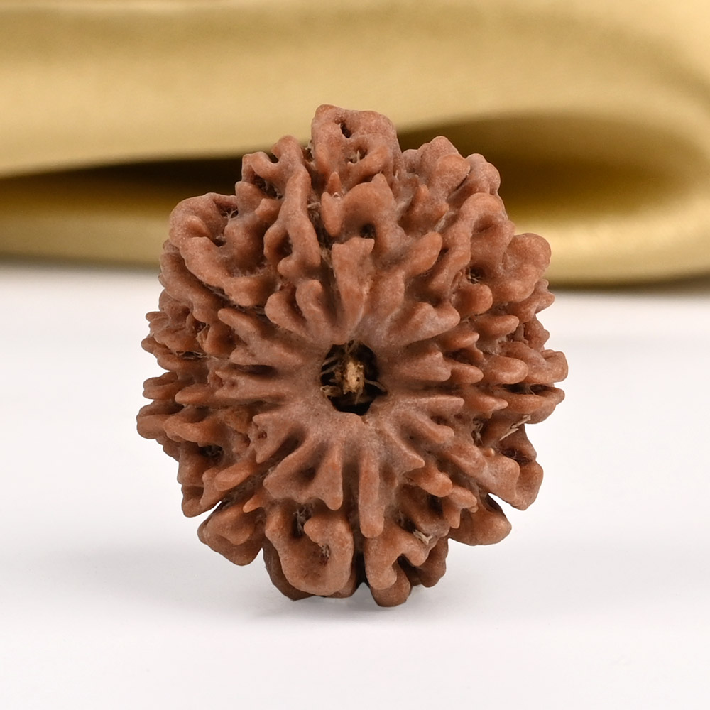 10 Mukhi from Nepal Small - CCCLXVIII