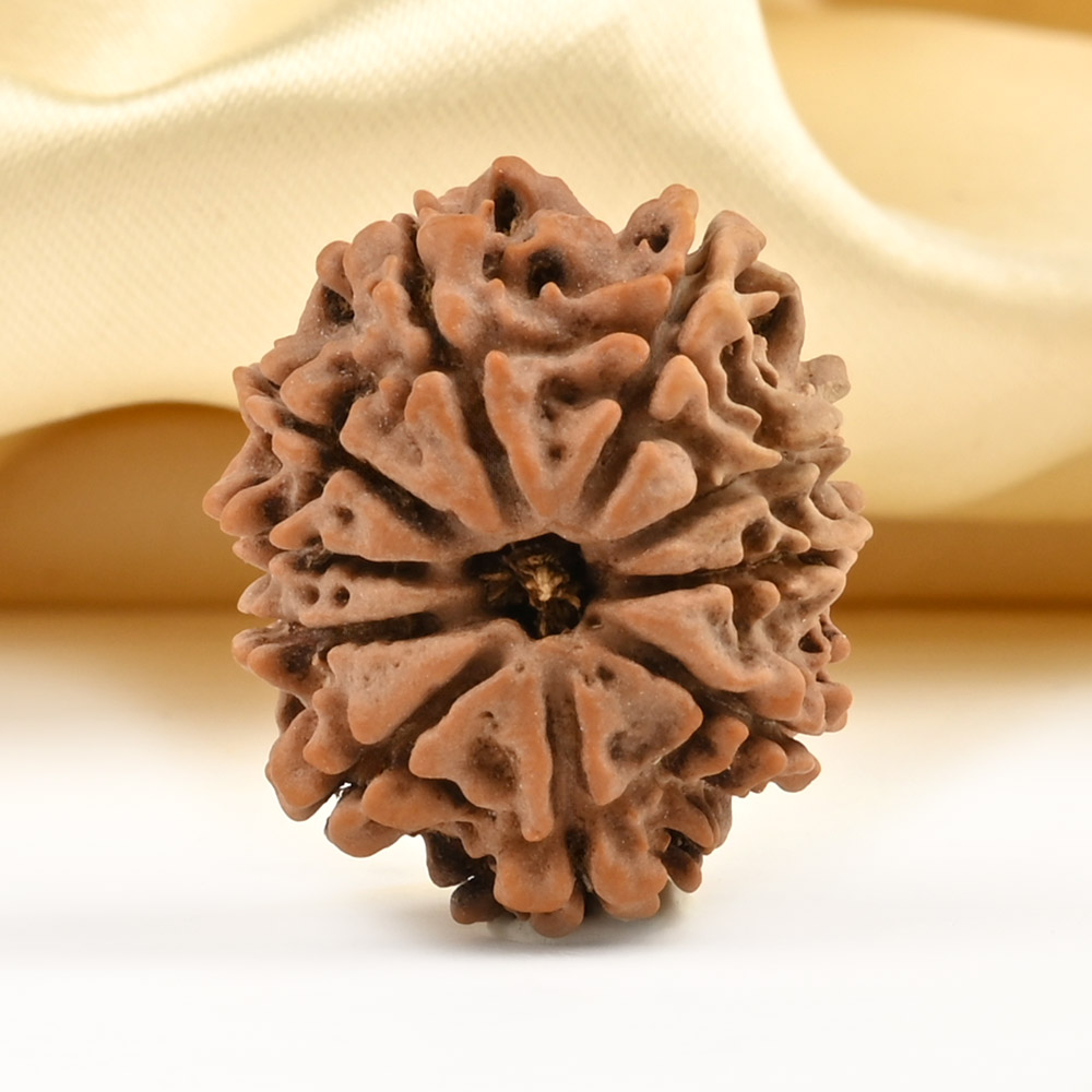 10 Mukhi from Nepal Small - CCCLXXXV