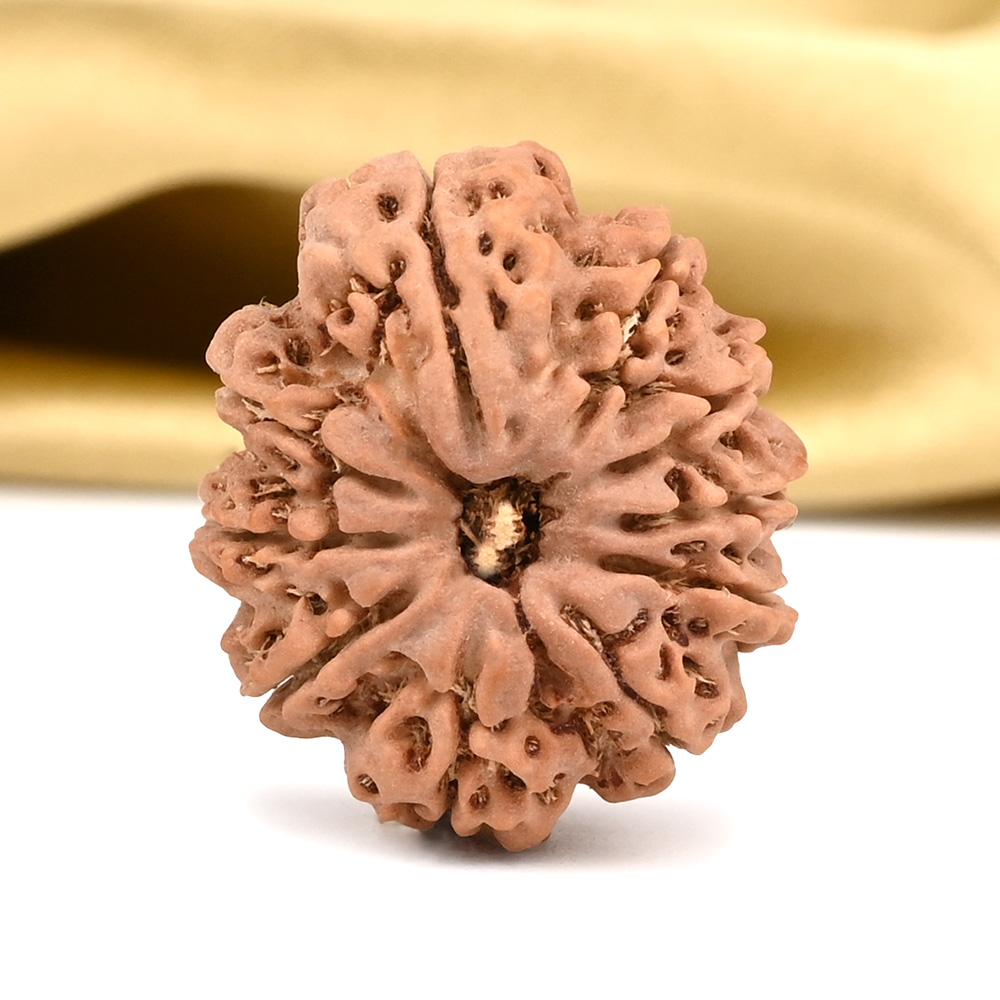 10 Mukhi from Nepal Small - CCCLXXI