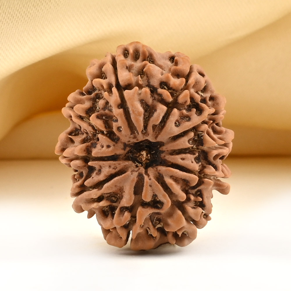 10 Mukhi from Nepal Small - CCCLXXXVI