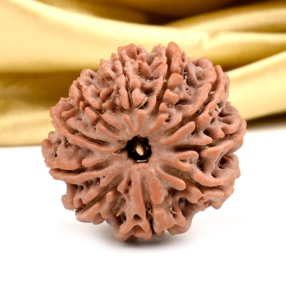 10 Mukhi from Nepal Small - CCCLXXIII