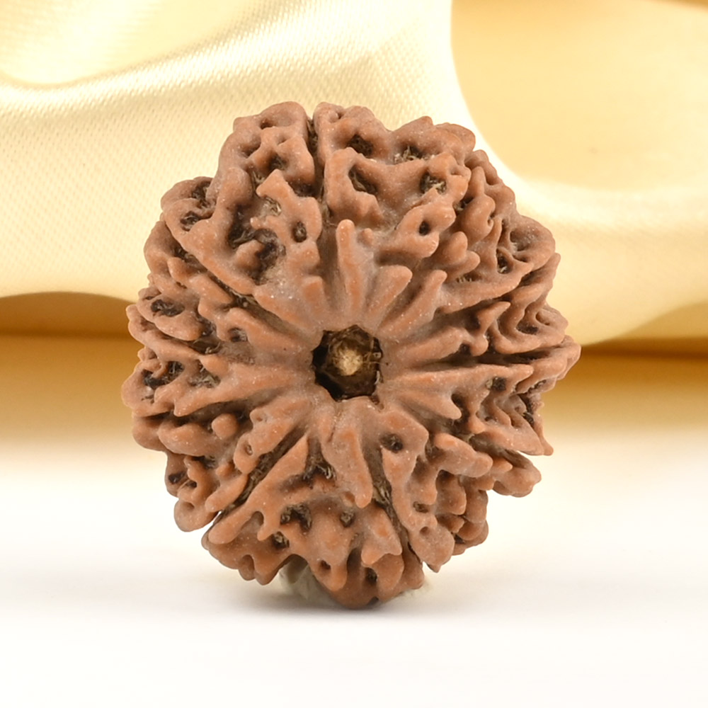 10 Mukhi from Nepal Small - CCCLXXXVII