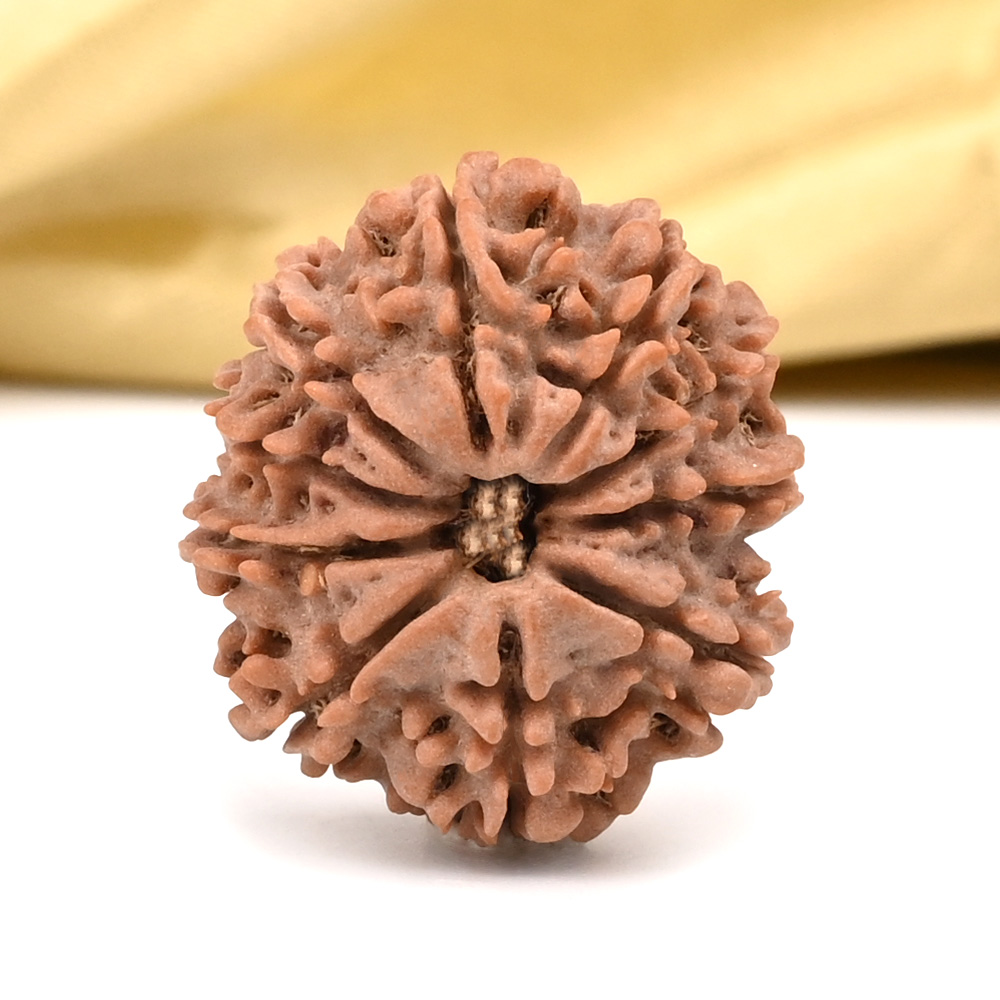 10 Mukhi from Nepal Small - CCCLXXV