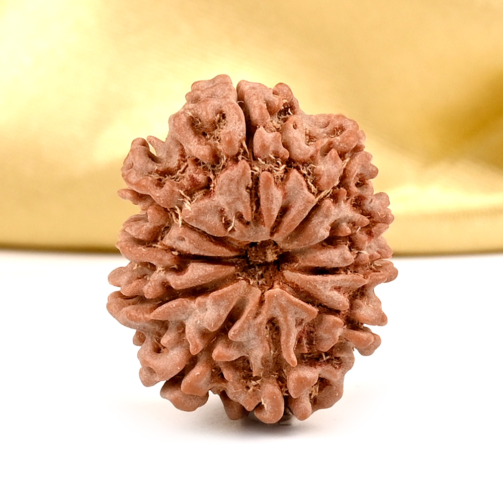 10 Mukhi from Nepal Small - CCCLXXVI