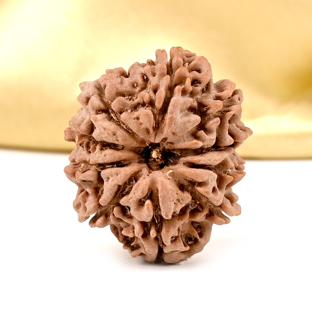 10 Mukhi from Nepal Small - CCCLXXVII