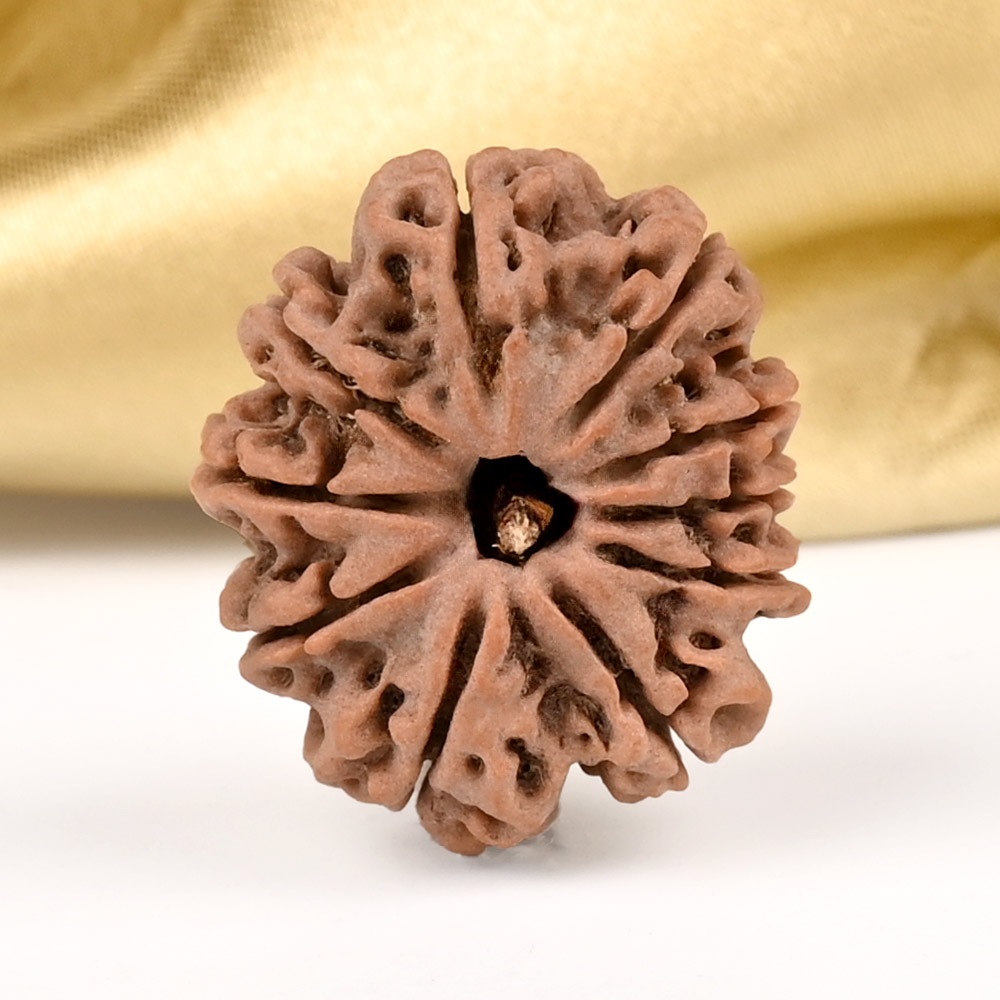 10 Mukhi from Nepal Small - CCCLXXXVIII