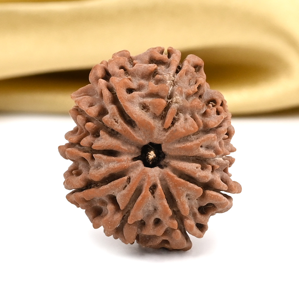 10 Mukhi from Nepal Small - CCCLXXX