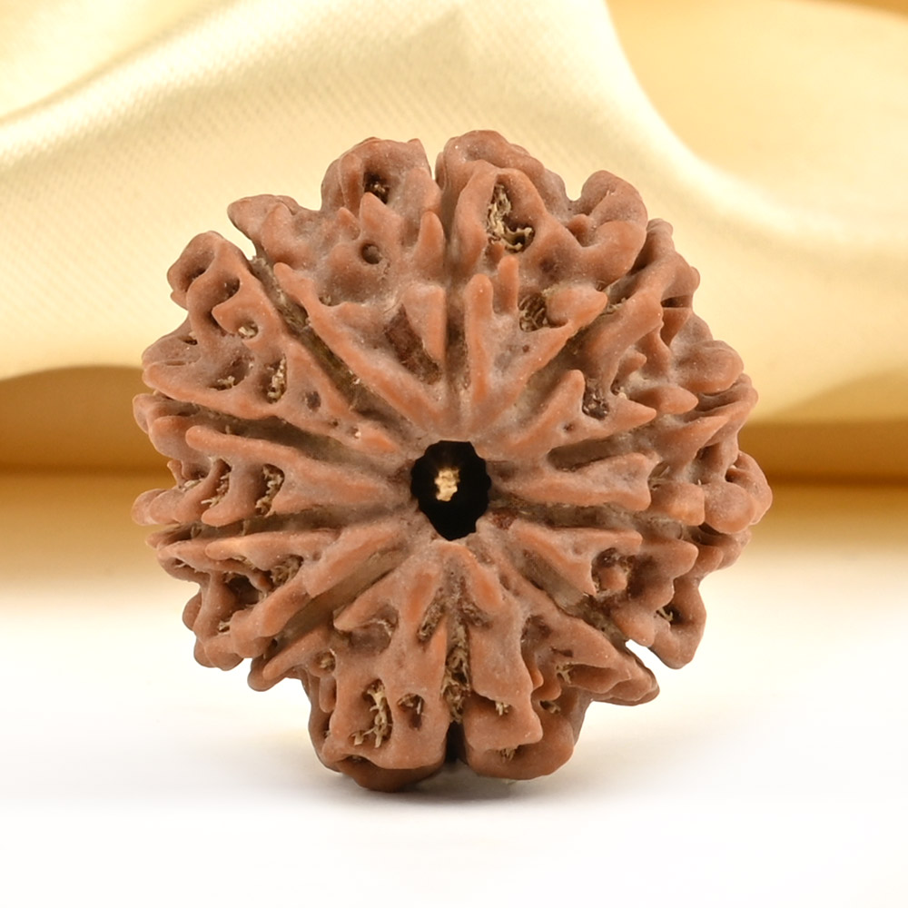 10 Mukhi from Nepal Small - CDLXX