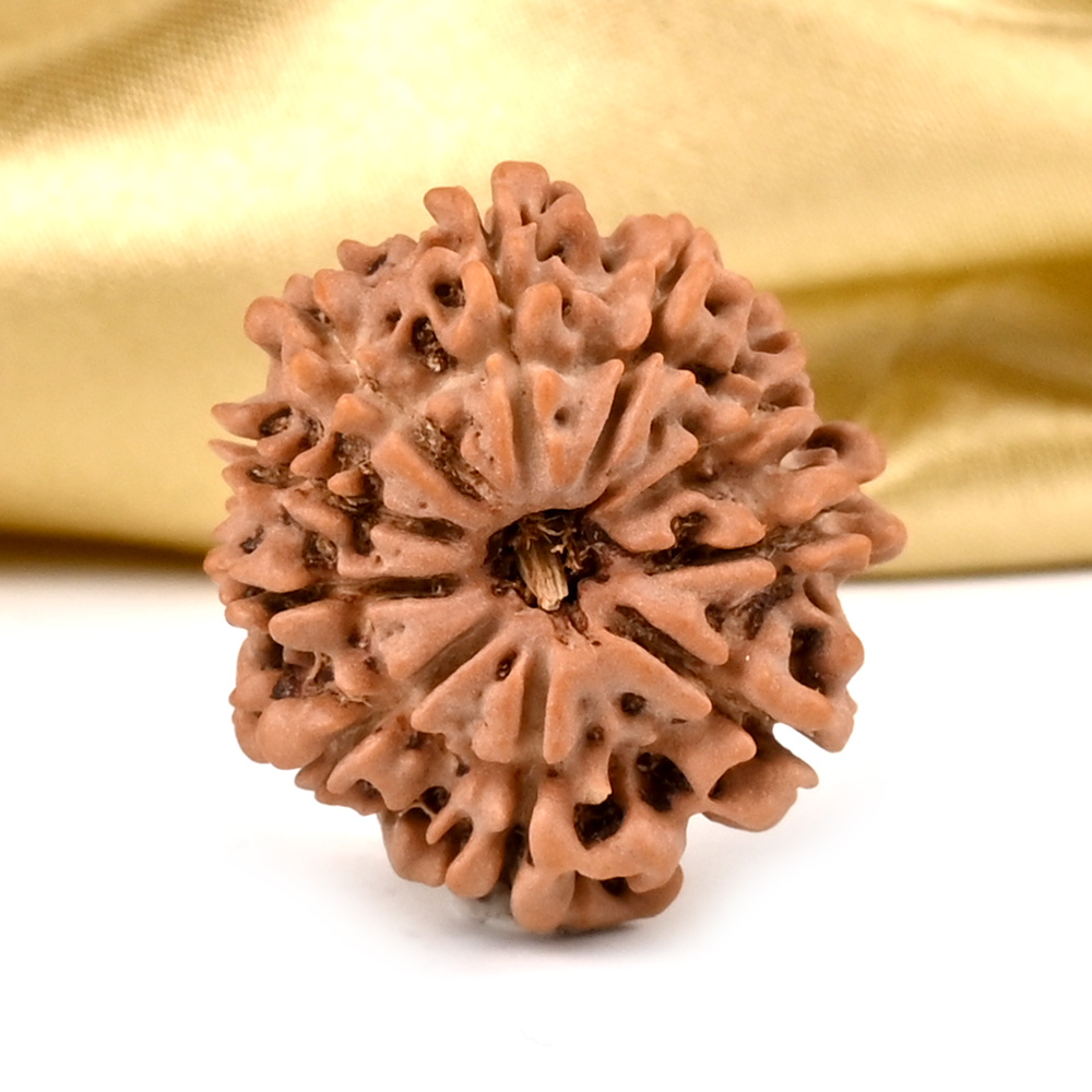 10 Mukhi from Nepal - CCXCIII