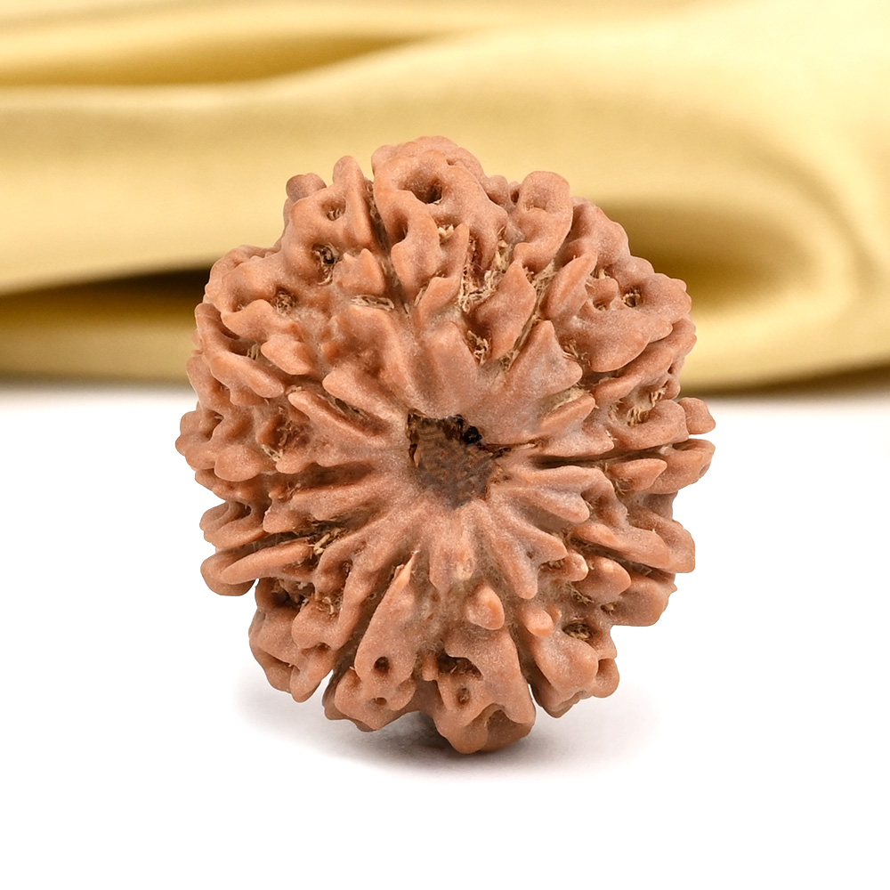 10 Mukhi from Nepal - CCXCIV