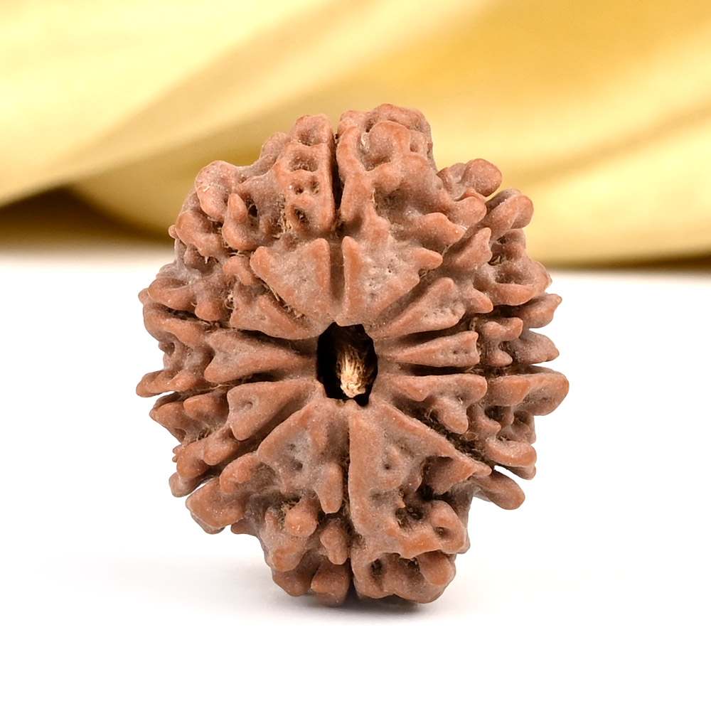 10 Mukhi from Nepal - CCXCVI