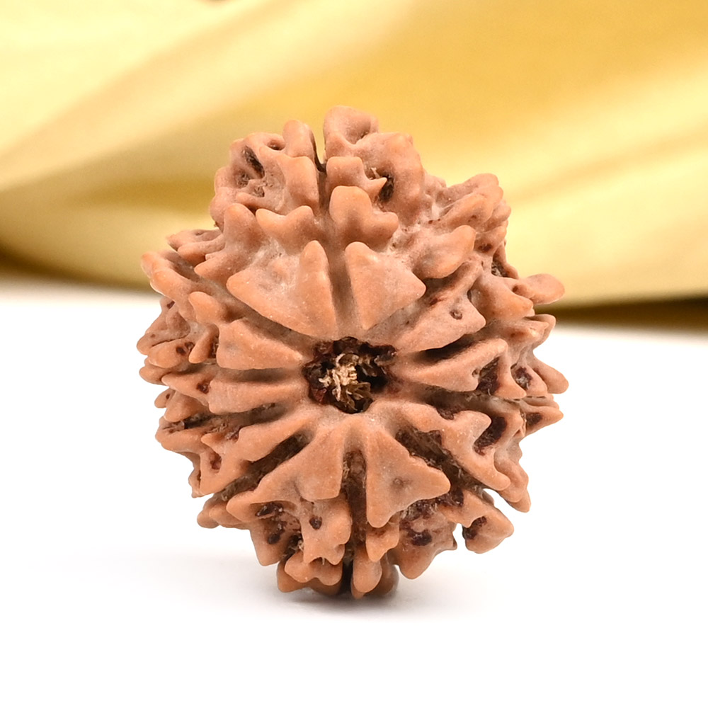 10 Mukhi from Nepal - CCXCVII