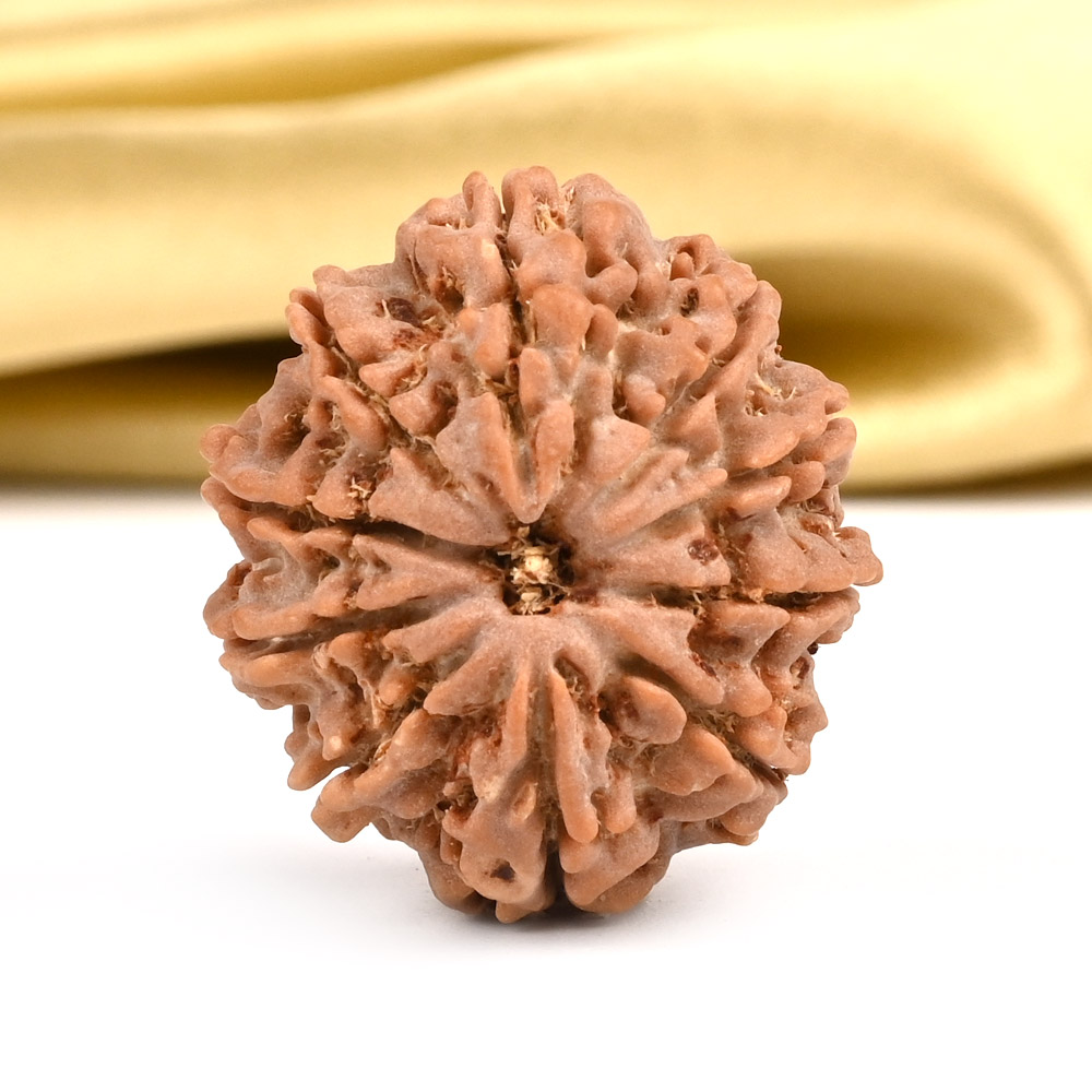 10 Mukhi from Nepal - CCXCVIII