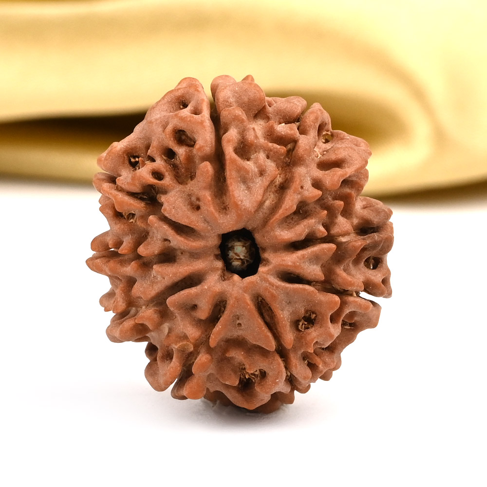 10 Mukhi from Nepal - CCXCIX