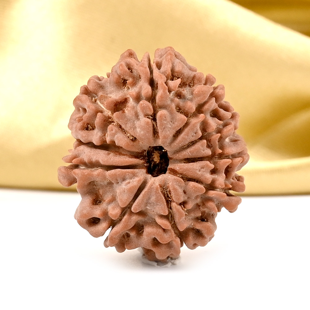 10 Mukhi from Nepal - CCC