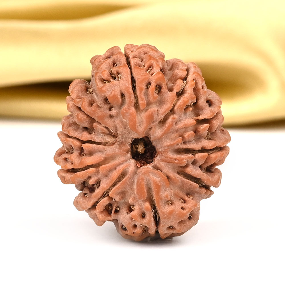 10 Mukhi from Nepal - CCCI
