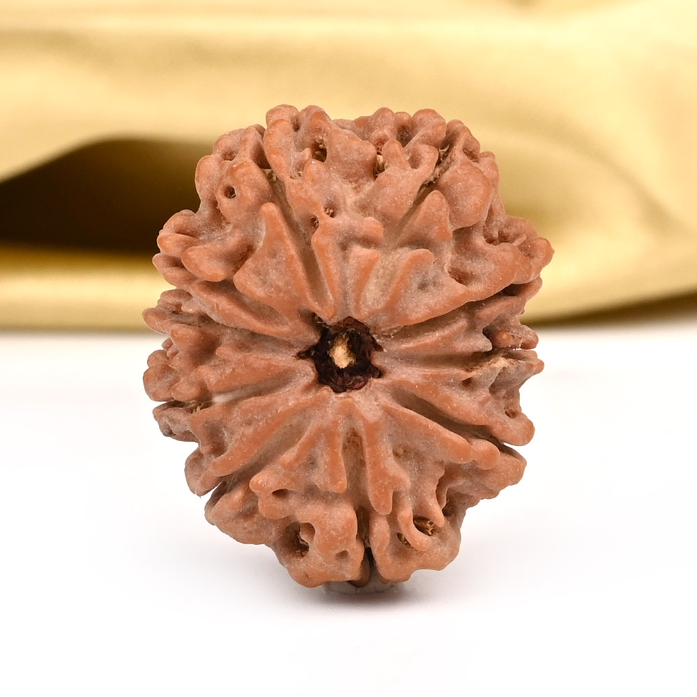 10 Mukhi from Nepal - CCCII
