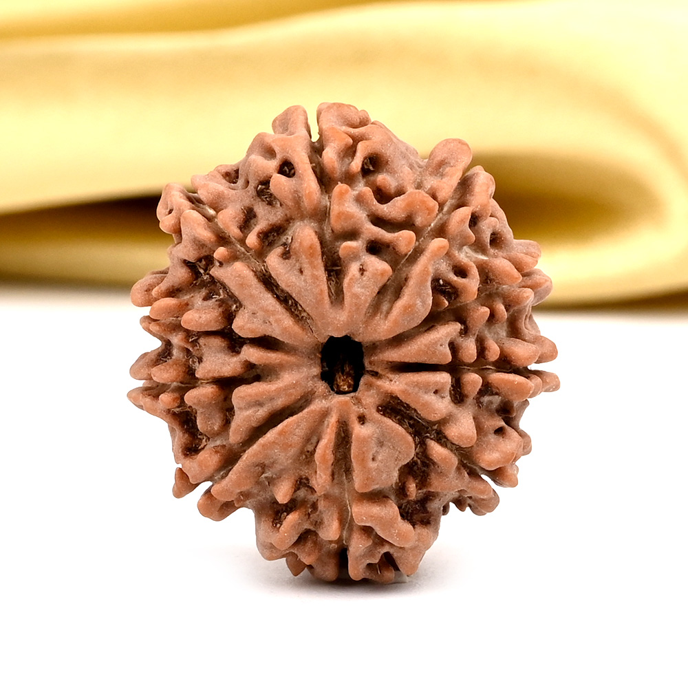 10 Mukhi from Nepal - CCCIII