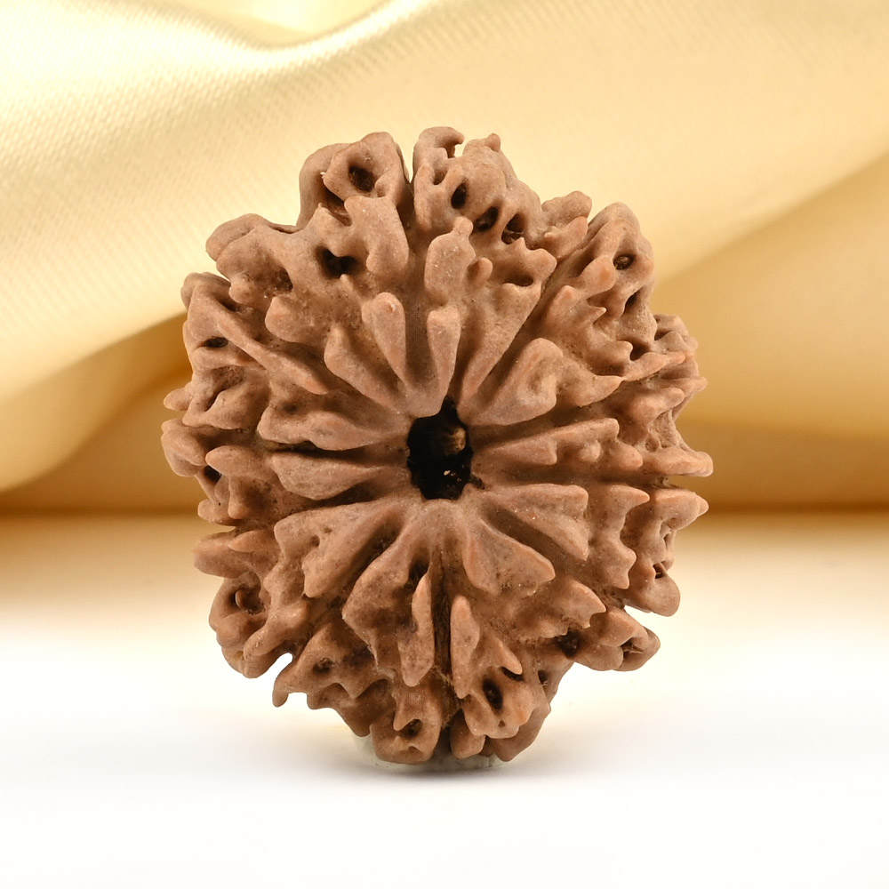 10 Mukhi from Nepal - CCCVIII