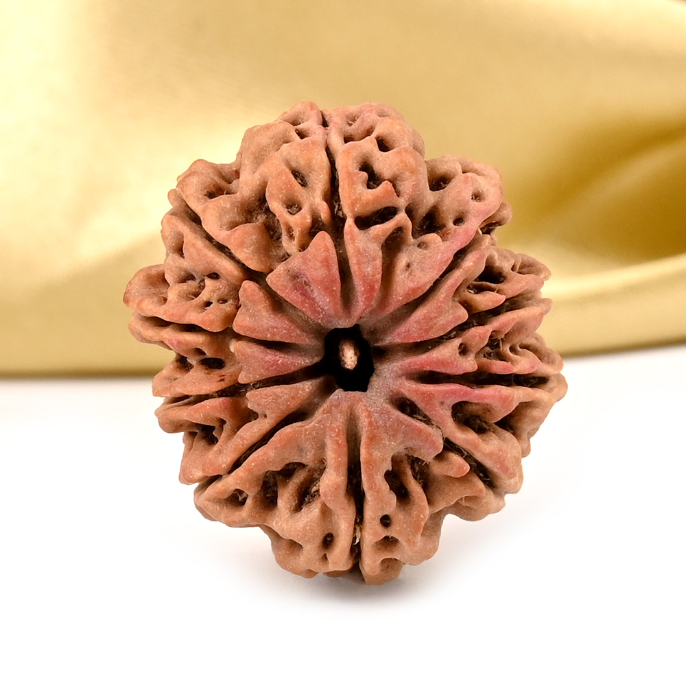 10 Mukhi from Nepal Large - CLXXXVIII