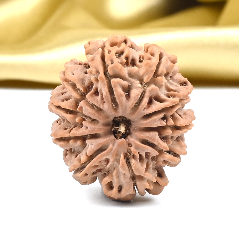 10 Mukhi from Nepal - CCCVII