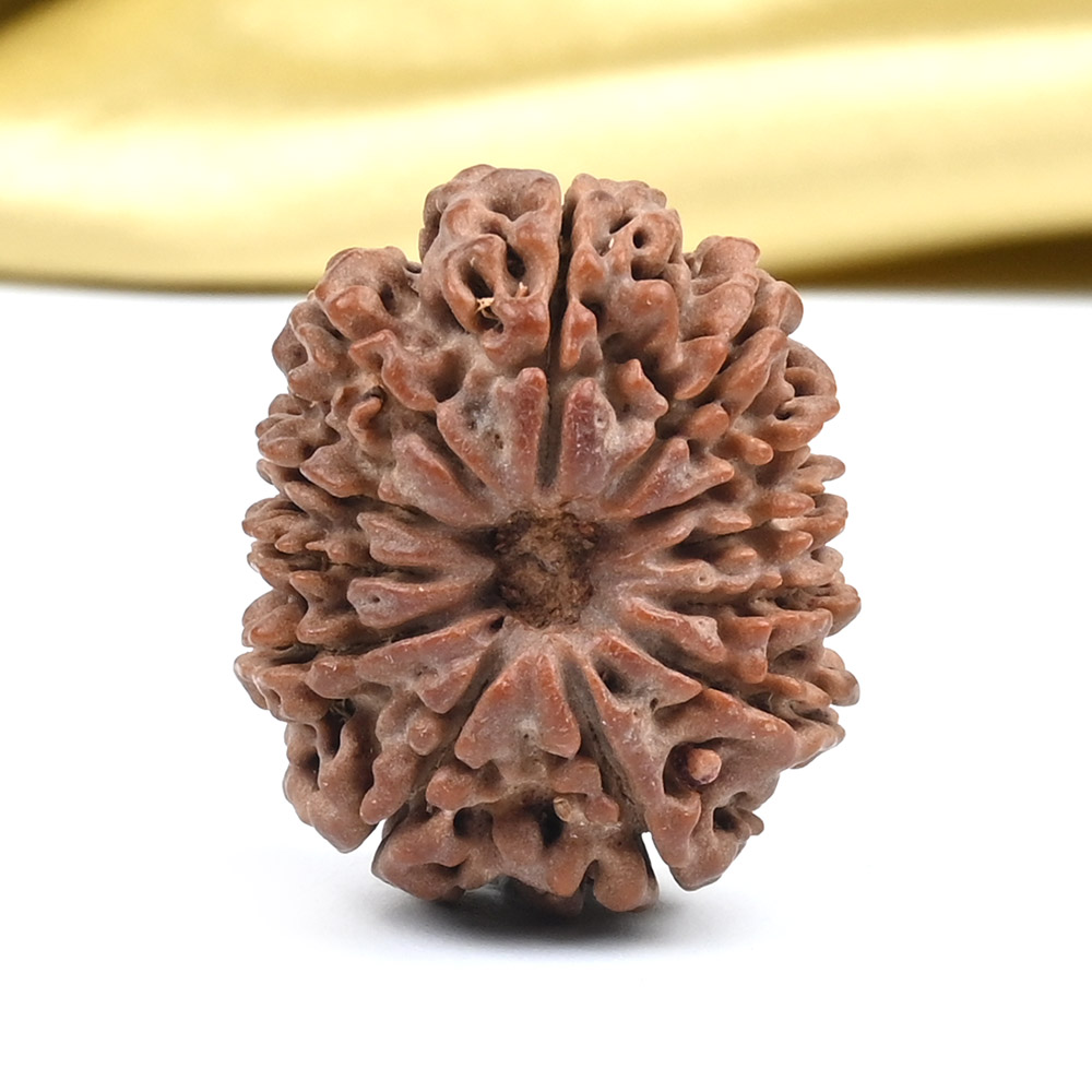 12 Mukhi from Nepal Small - CDXXII