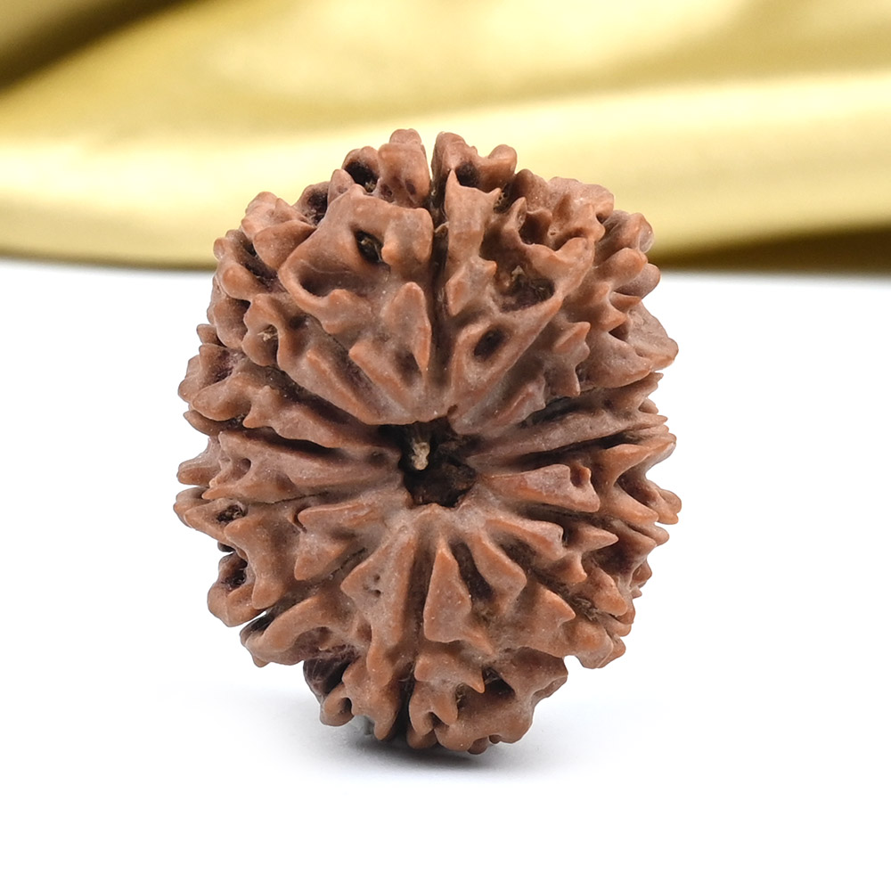 12 Mukhi from Nepal - CLXXXV