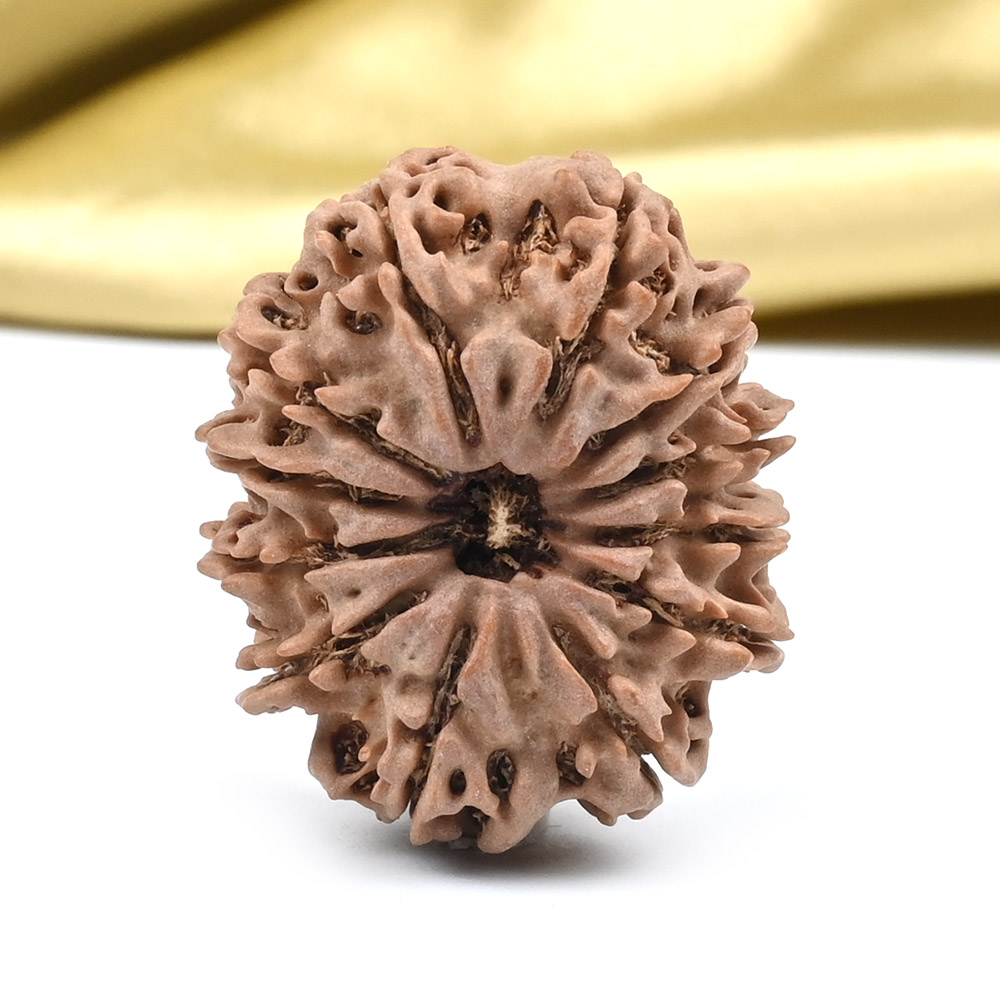 Collector 12 Mukhi from Nepal - CXCIII