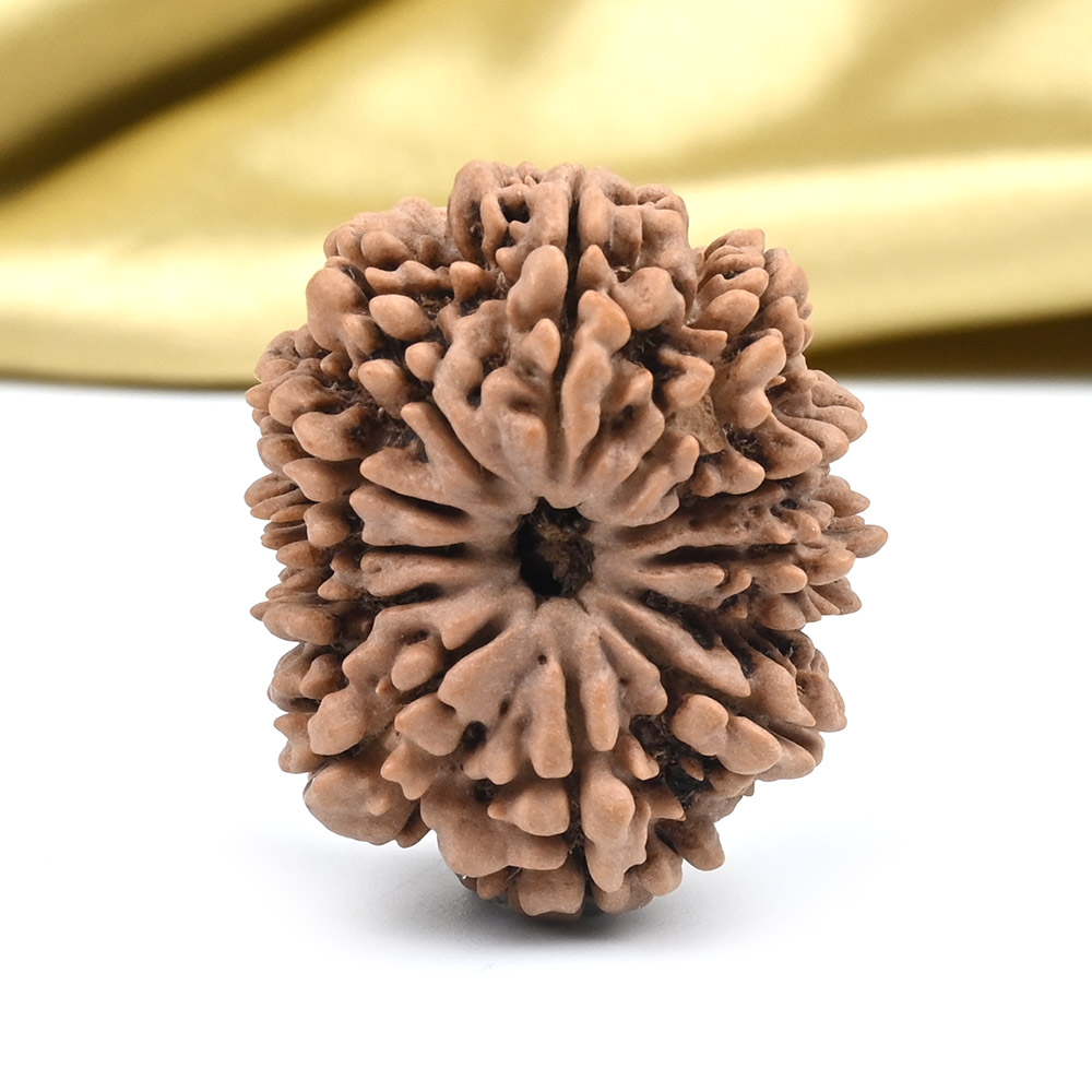 Collector 12 Mukhi from Nepal - CXCIV