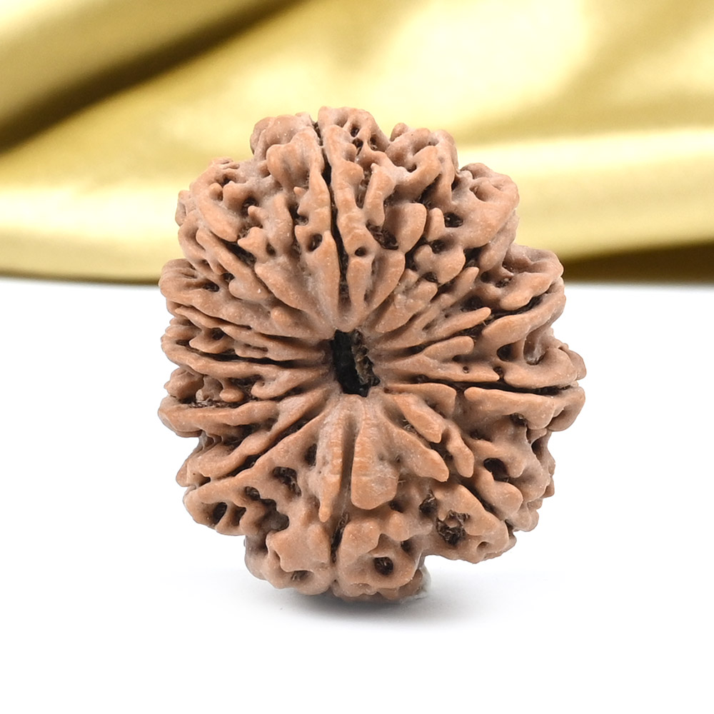 Collector 12 Mukhi from Nepal - CXCV