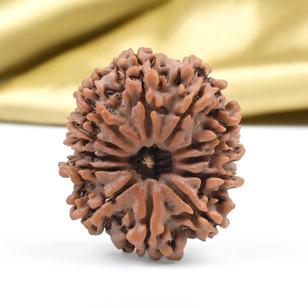 Collector 12 Mukhi from Nepal - CLXII