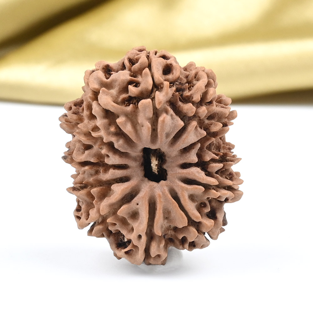 Collector 12 Mukhi from Nepal - CLXIII