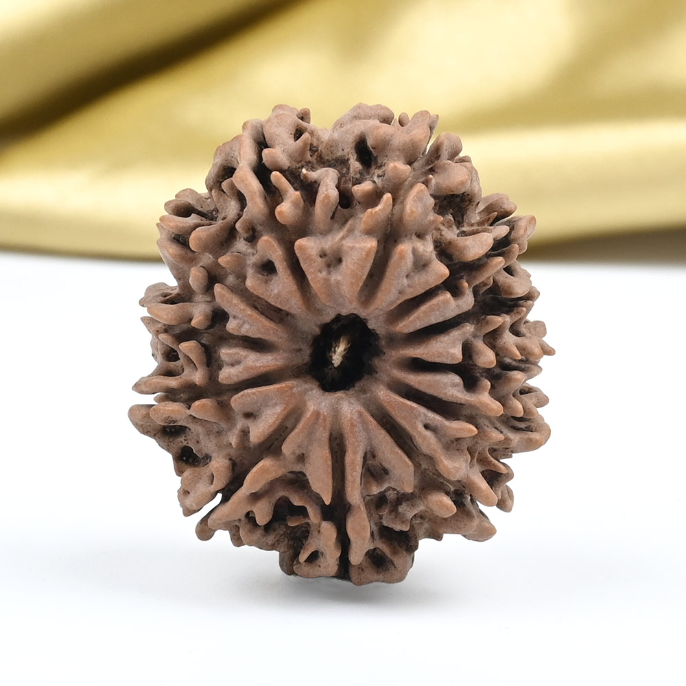 Collector 12 Mukhi from Nepal - CLXV