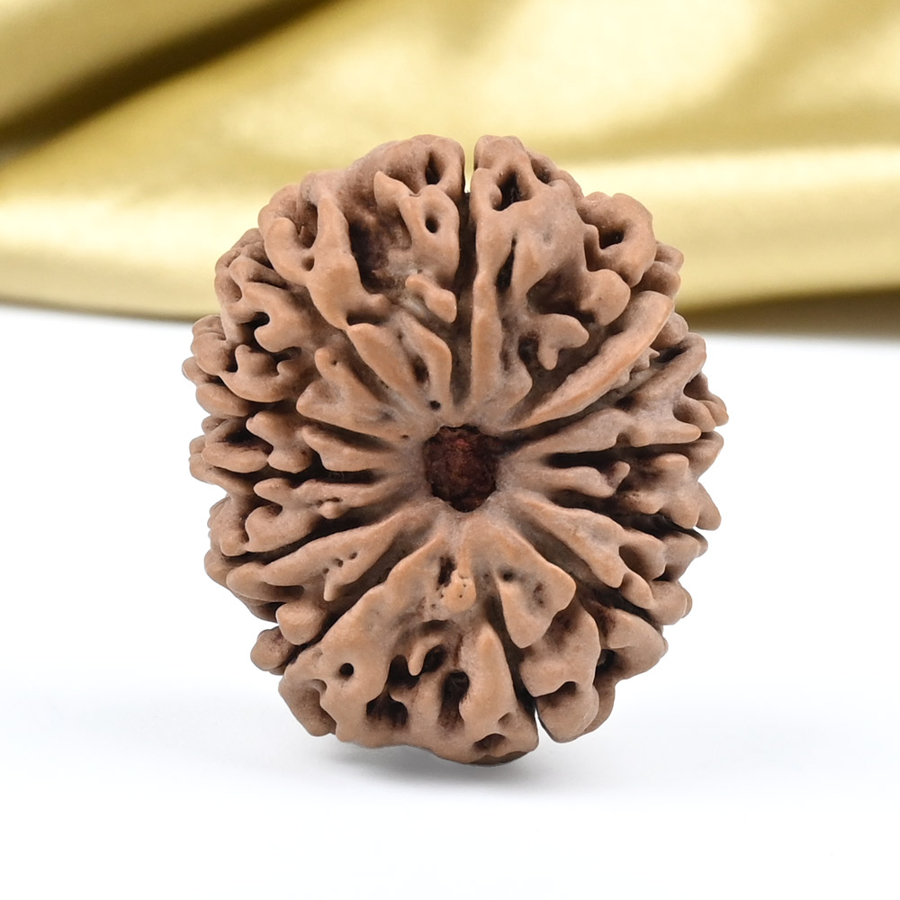 Collector 12 Mukhi from Nepal - CLXVII