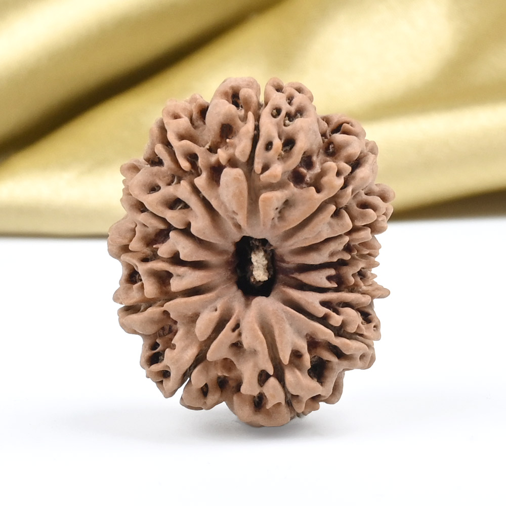 Collector 12 Mukhi from Nepal - CLXVIII