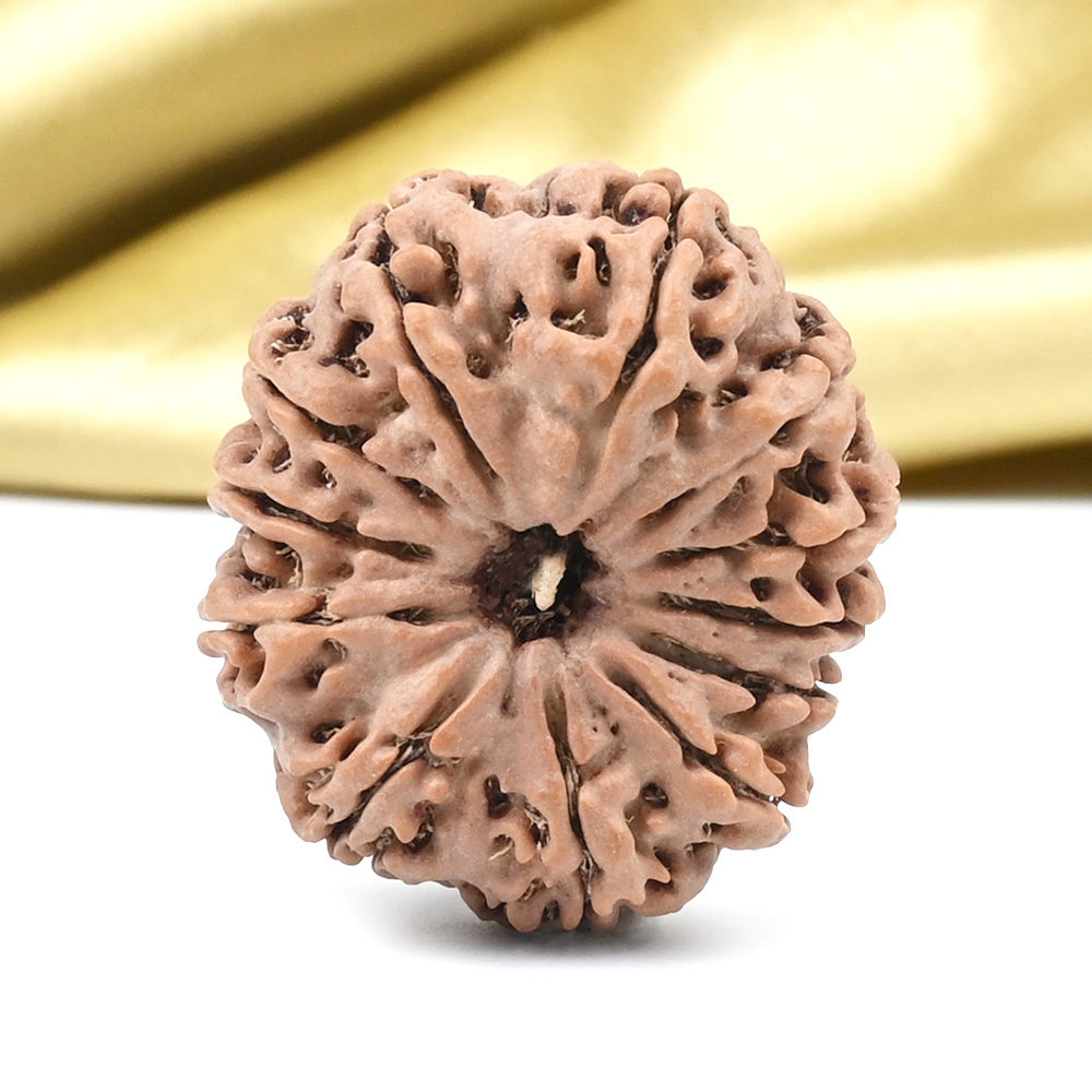 Collector 12 Mukhi from Nepal - CLXIX