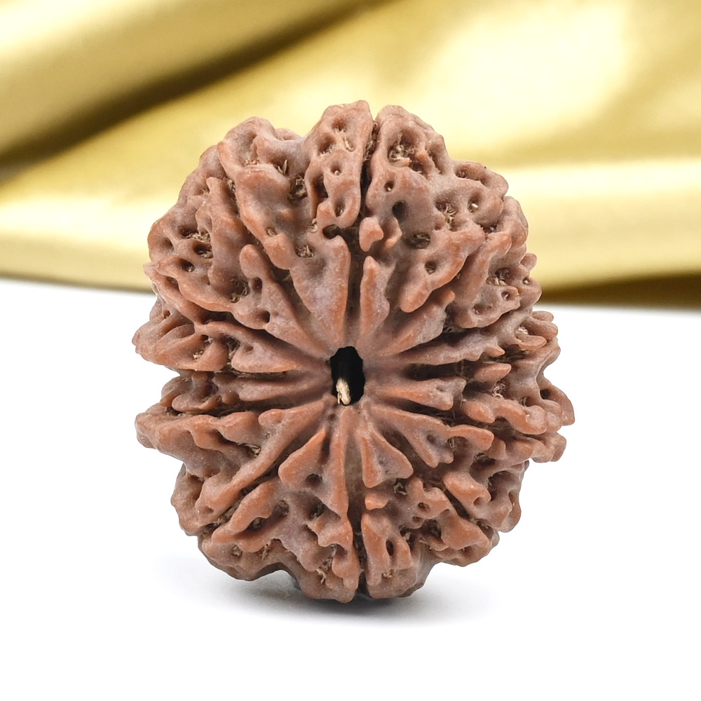 Collector 12 Mukhi from Nepal - CLXX