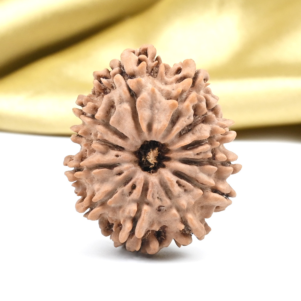 Collector 12 Mukhi from Nepal - CLXXI