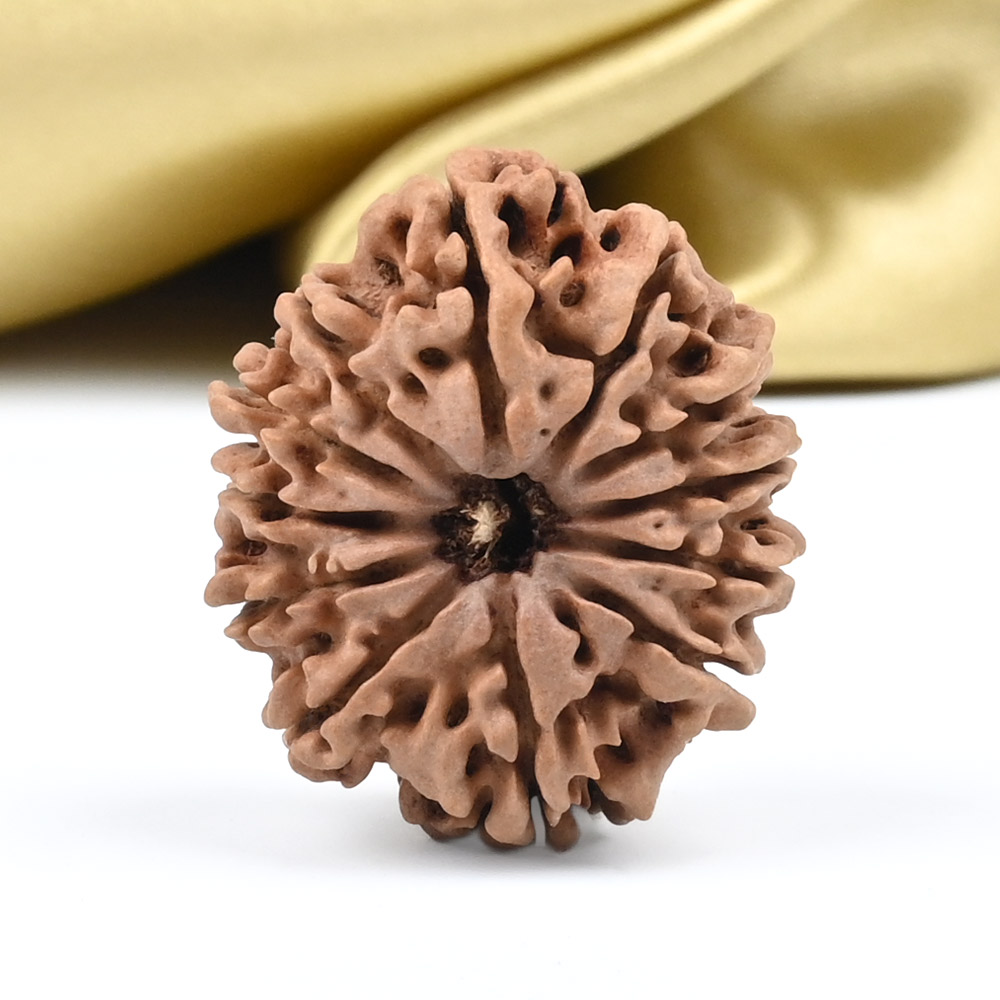 Collector 12 Mukhi from Nepal - CLXXII