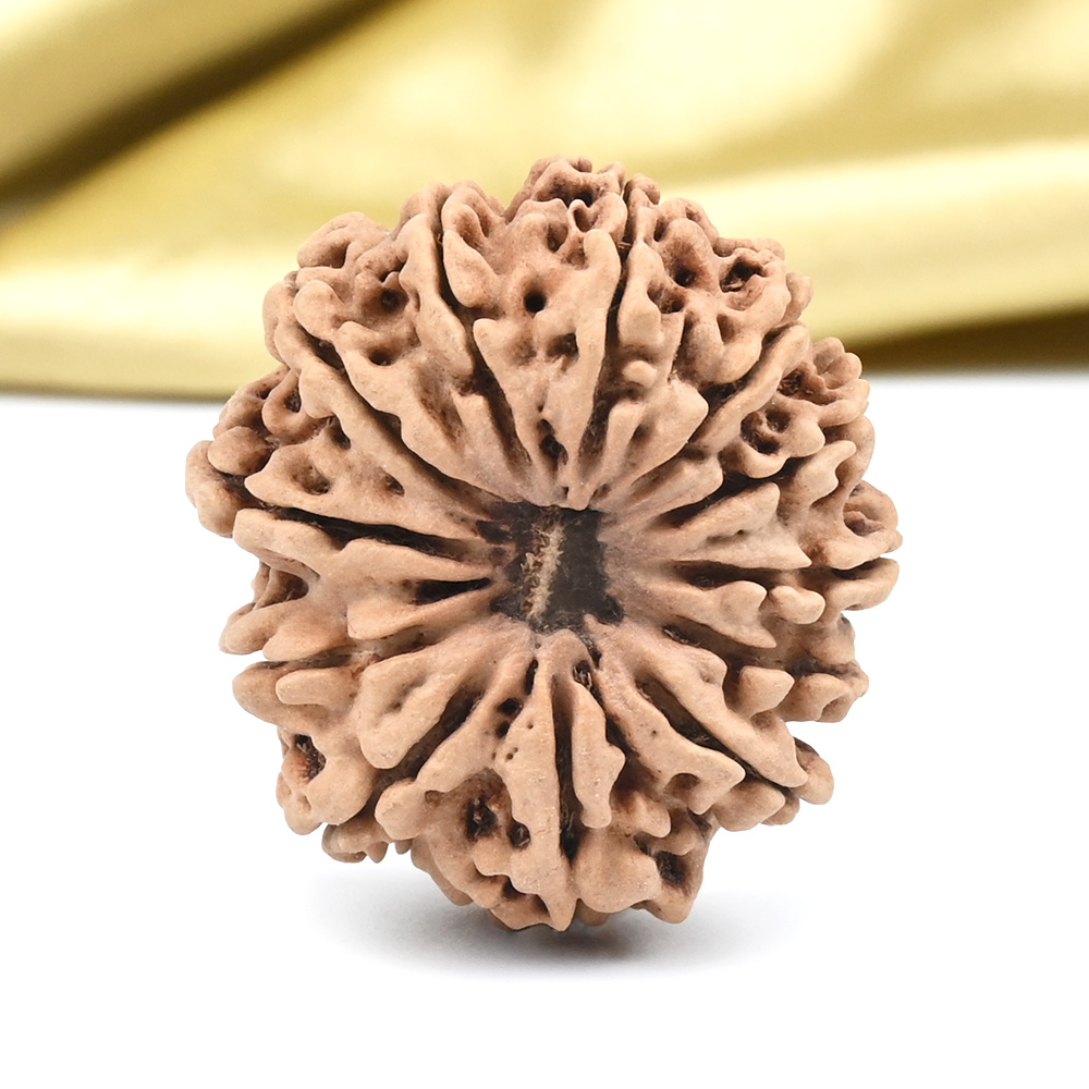 Collector 12 Mukhi from Nepal - CLXXIII