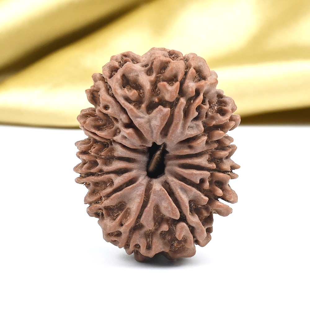 Collector 12 Mukhi from Nepal - CLXXIV