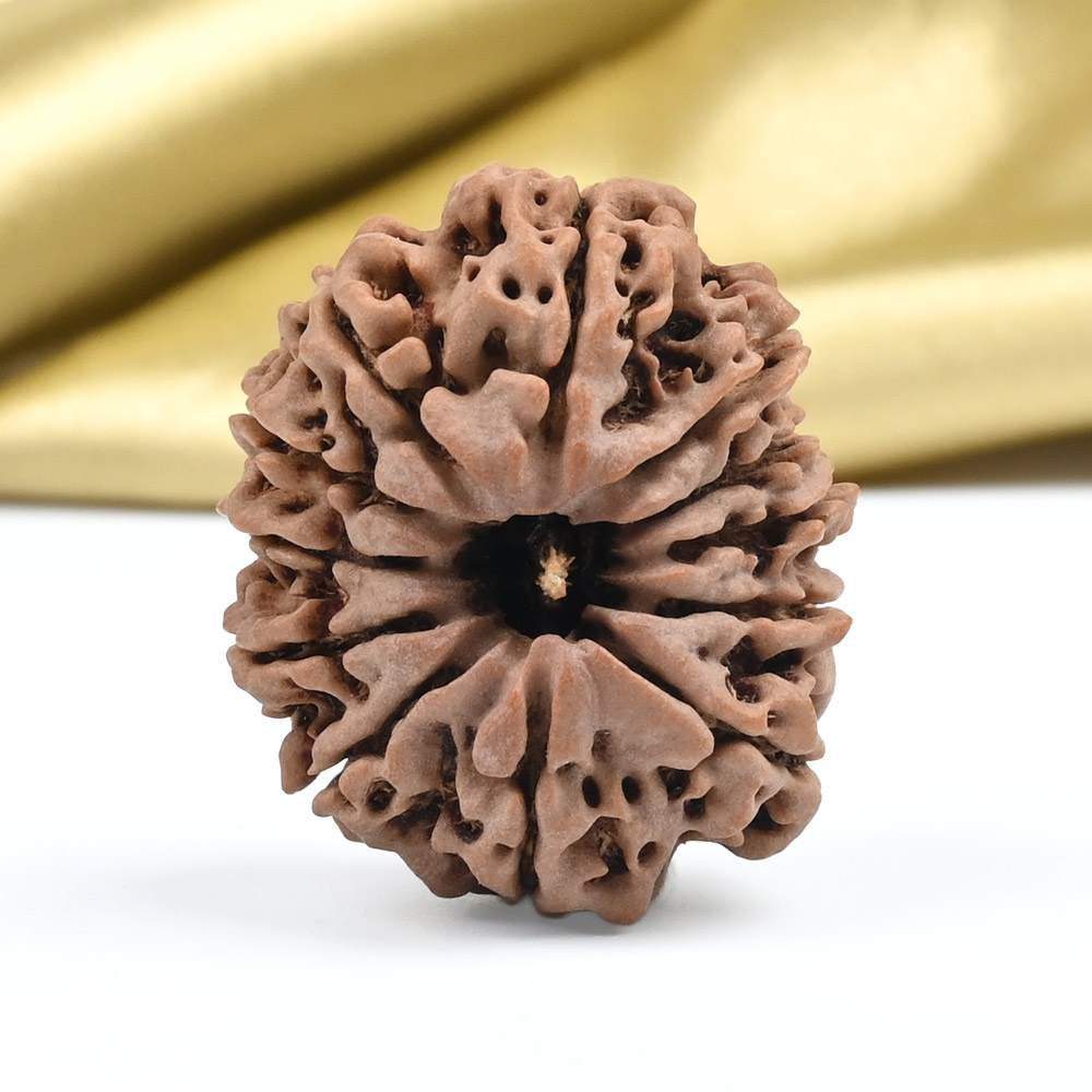 Collector 12 Mukhi from Nepal - CLXXV