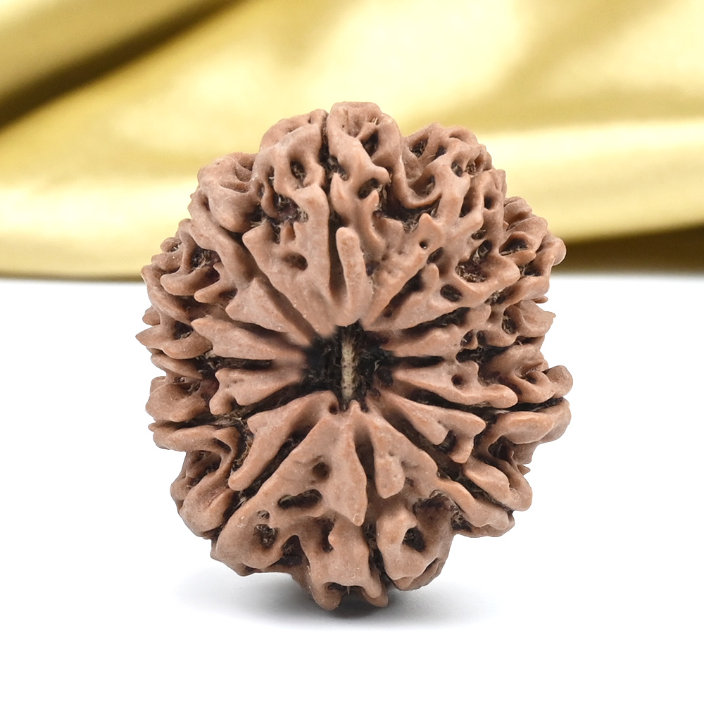 Collector 12 Mukhi from Nepal - CLXXVI