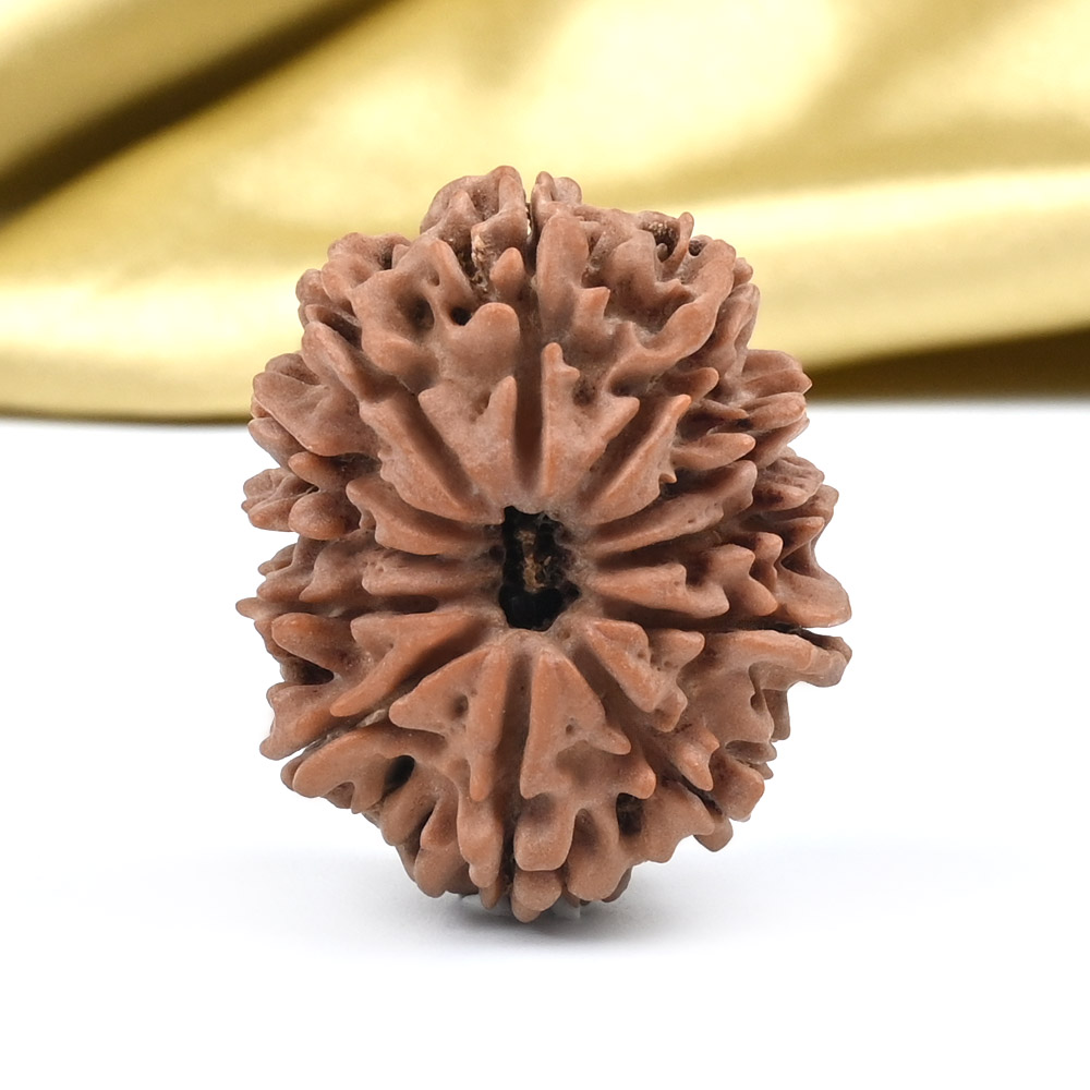 Collector 12 Mukhi from Nepal - CLXXVII