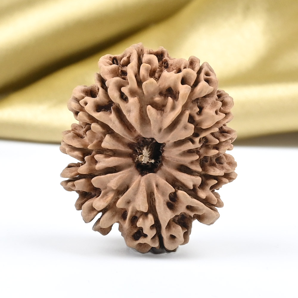 Collector 12 Mukhi from Nepal - CLXXVIII
