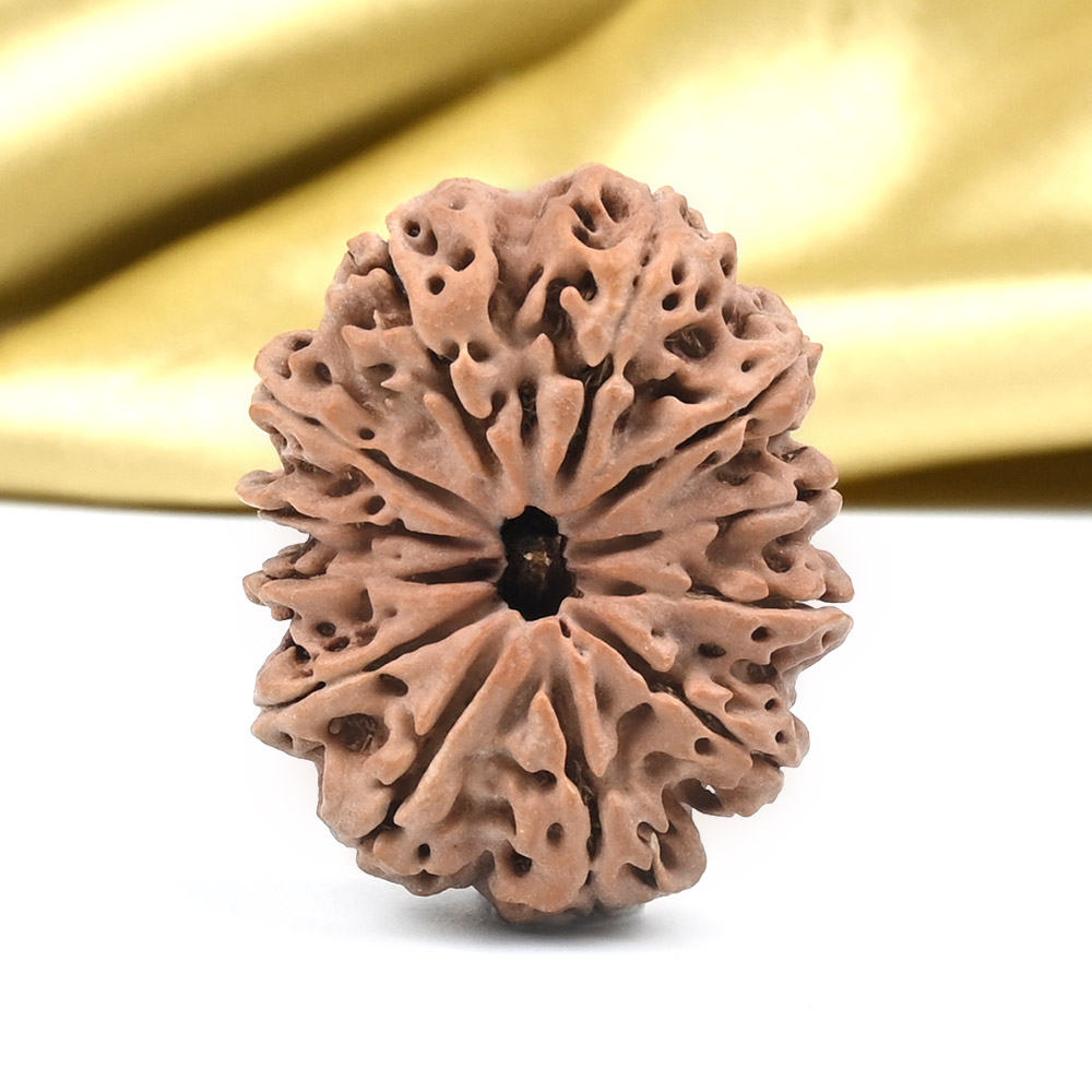 Collector 12 Mukhi from Nepal - CLXXIX