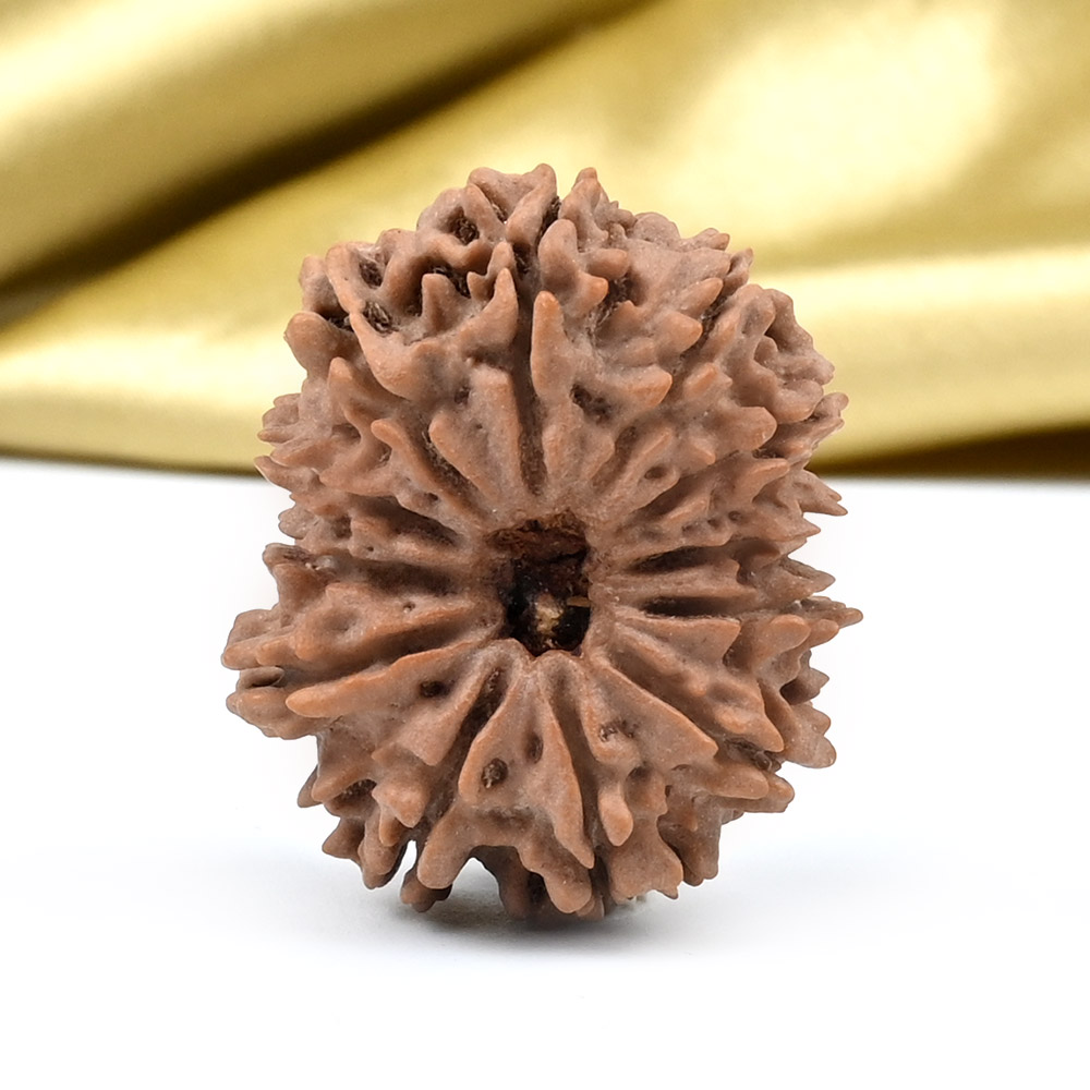 Collector 12 Mukhi from Nepal - CLXXX